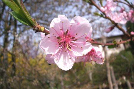 Le langage des fleurs ( Fleur de pêcher )